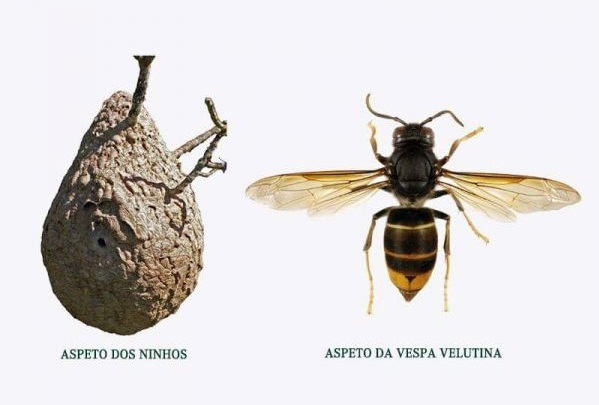 Detectados novos ninhos de vespa asiática no concelho de Macedo de Cavaleiros