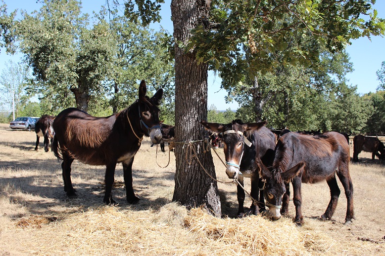 Aumentou o número de jovens criadores do burro de Miranda
