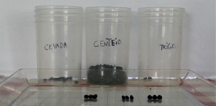 Descobertos vasos com sementes em Miranda do Douro que podem remeter para o Alto Medieval
