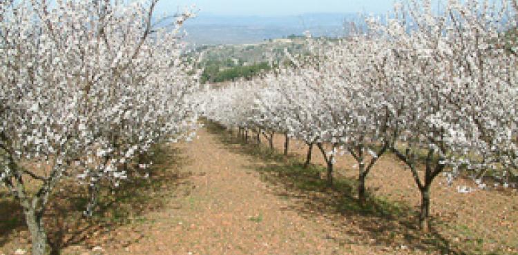 Mais de 27 mil hectares de amendoais em Trás-os-Montes