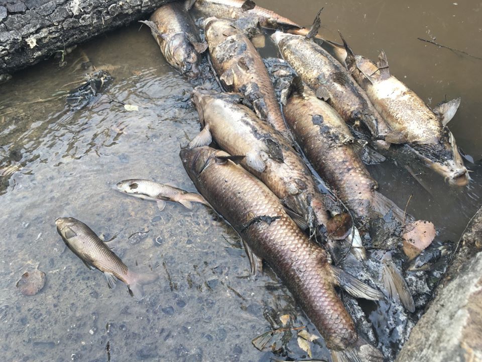 Uma tonelada de peixes mortos retirada do rio Rabaçal