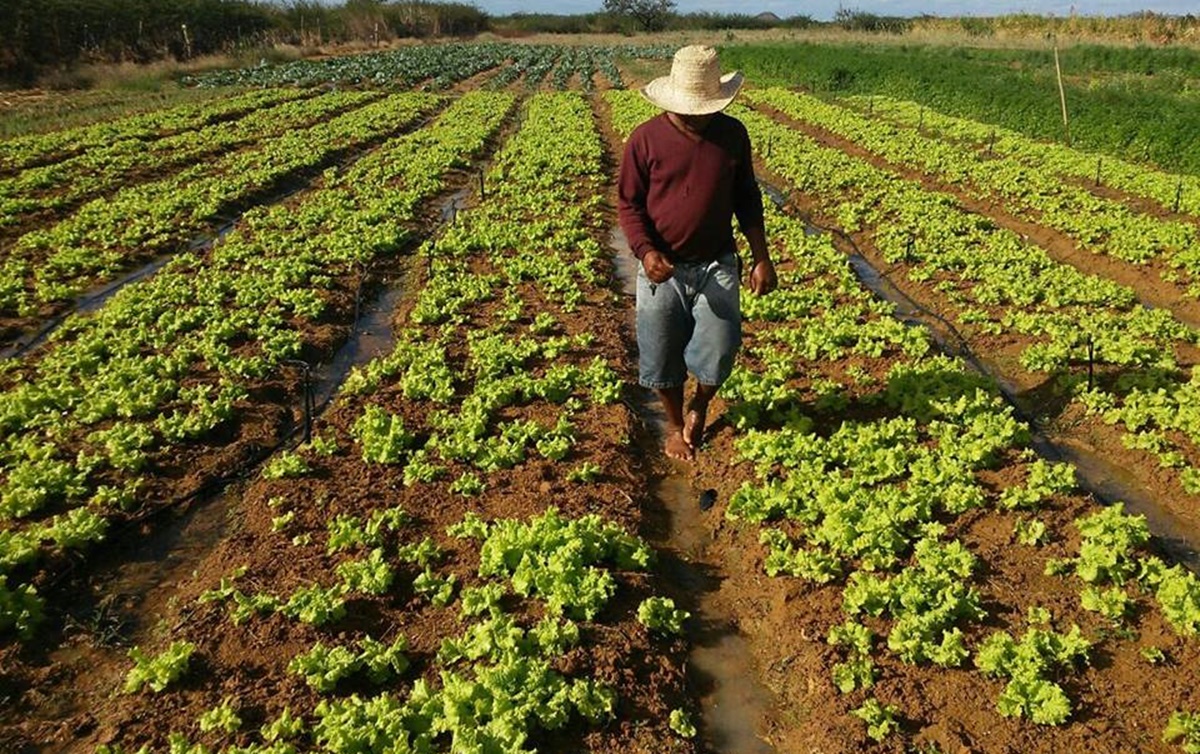 Autarquia de Mirandela vai criar Conselho Municipal de Agricultura