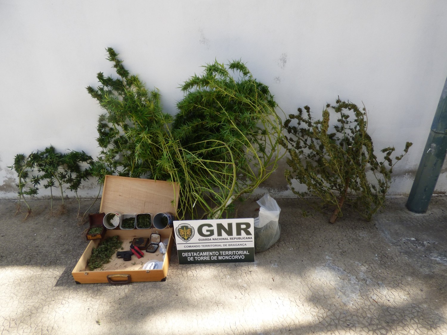 Detido em Ligares por cultivo de cannabis