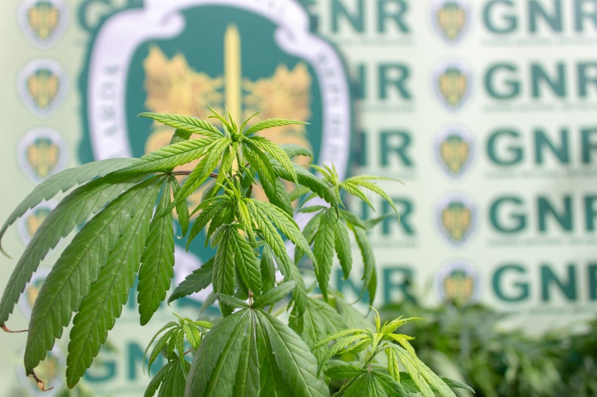 Detidos por tráfico e cultivo de droga em Torre de Moncorvo