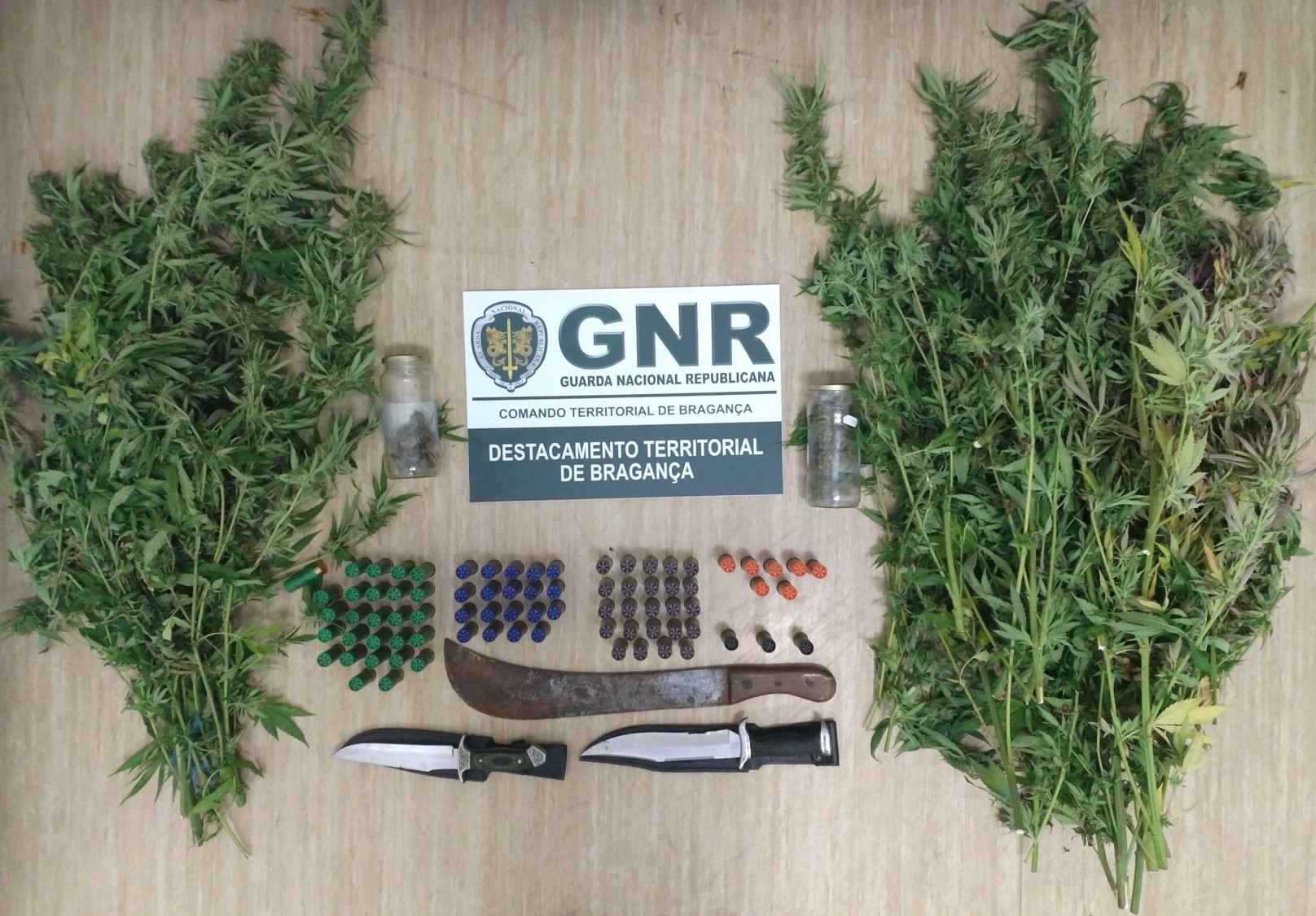 Homem detido em Macedo de Cavaleiros por cultivo de cannabis