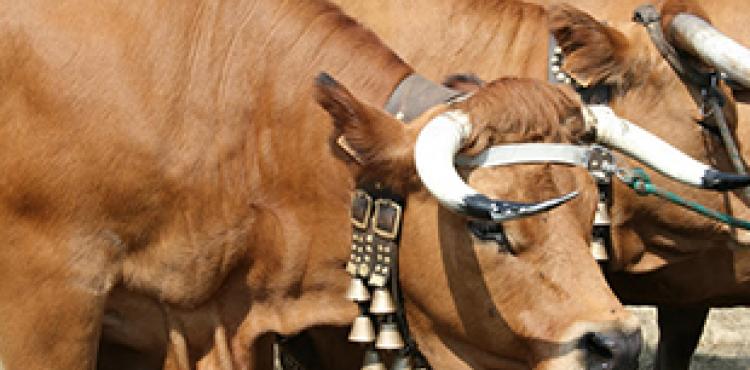 Criado circuito de produtores de raças autóctones para valorizar pecuária e agricultura da região