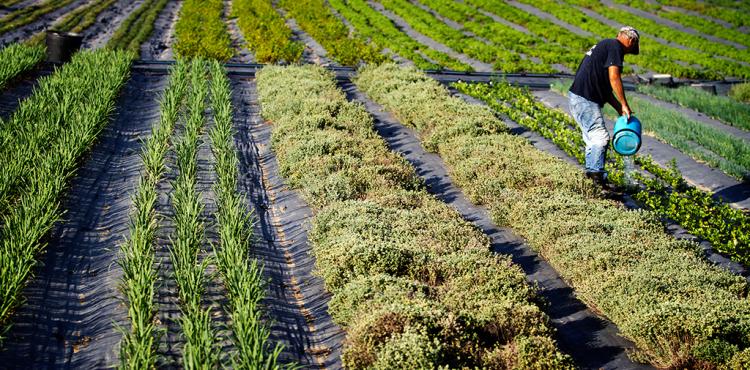 Produtores de agricultura biológica preocupados com a falta de subsídios