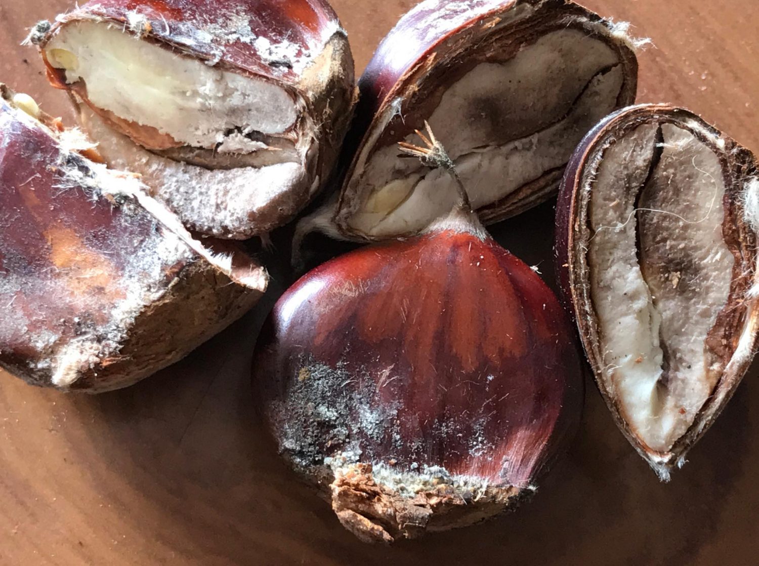 Há uma nova doença a atacar os castanheiros e já chegou a Trás-os-Montes