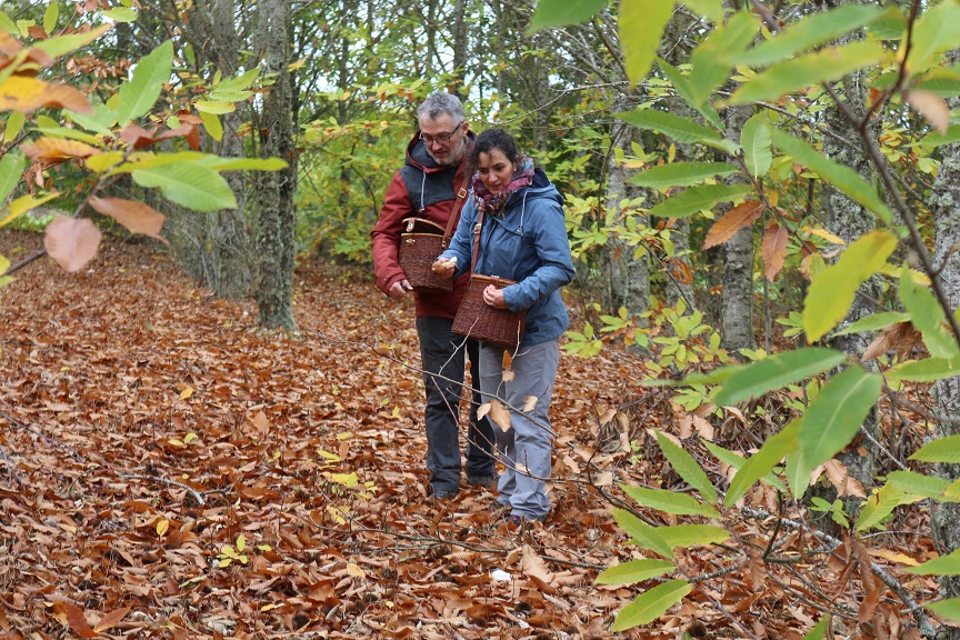 XXI Encontro Micológico Transmontano juntou cem participantes em Mogadouro