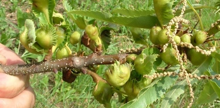 Parasitóide de combate à vespa das galhas do castanheiro instalado em 94% dos locais monitorizados