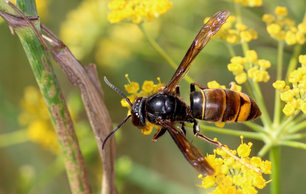 Vespa velutina e varrose preocupam apicultores transmontanos