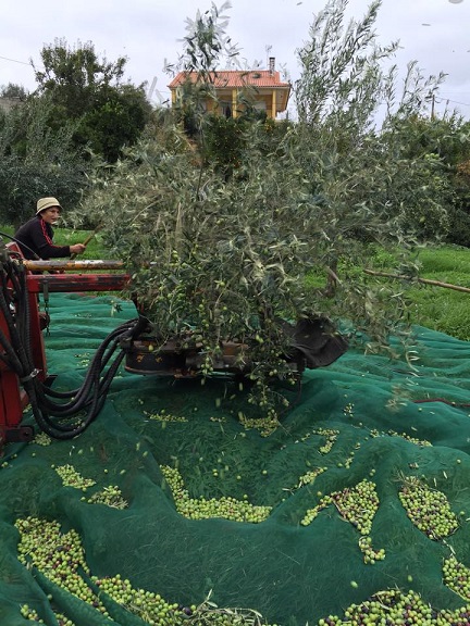 Preço da azeitona em queda desde há três anos