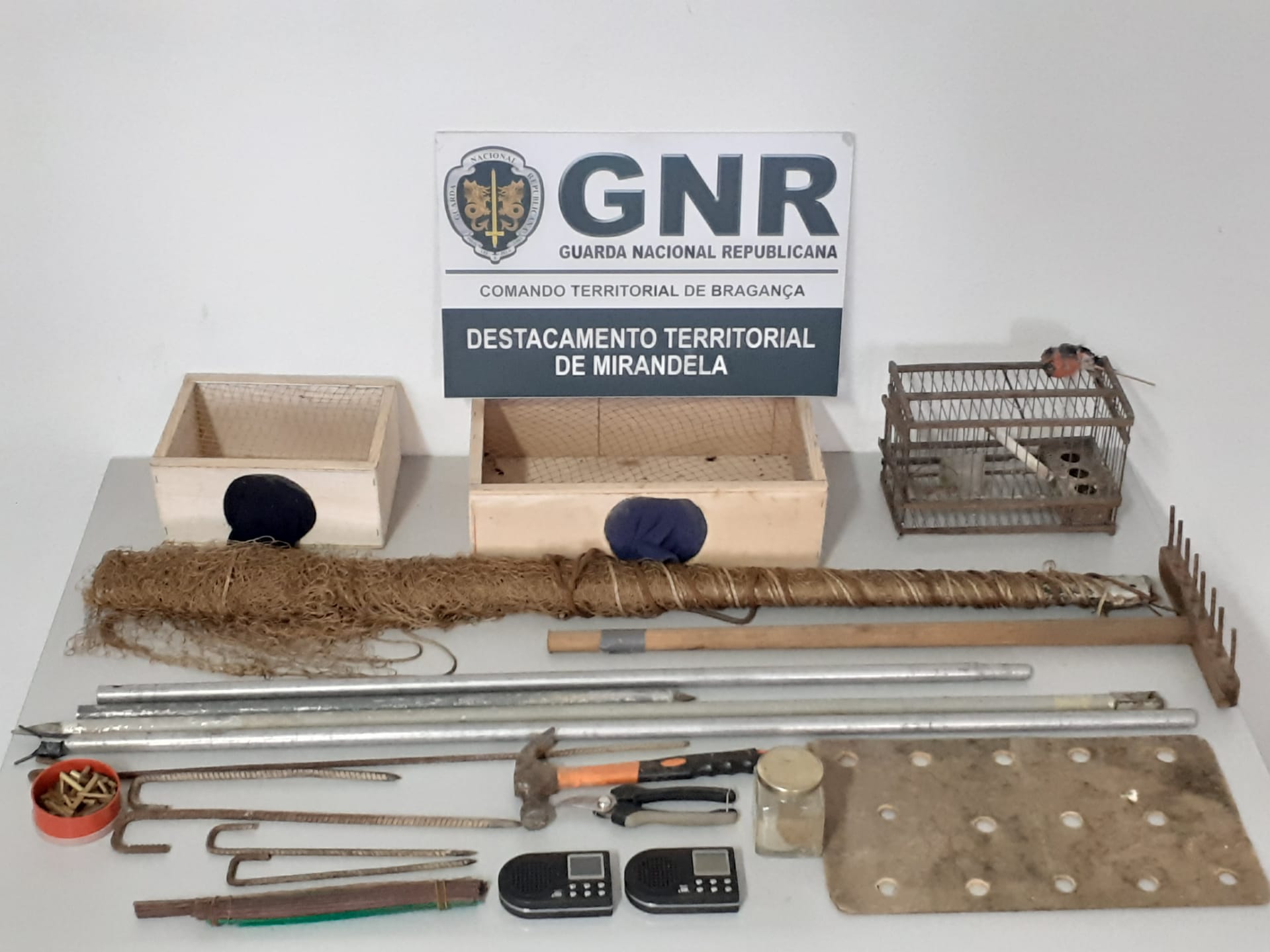 Dois detido em Mirandela por crime contra a preservação da fauna e espécies cinegéticas