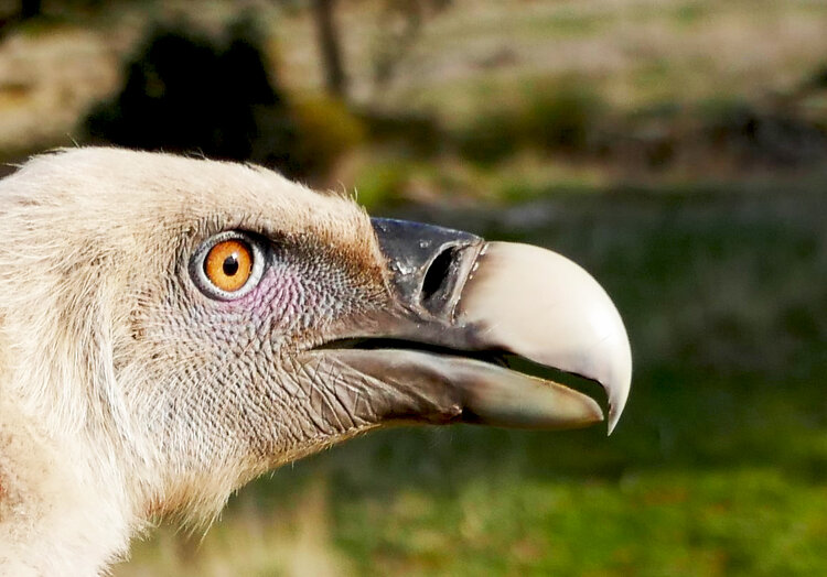Grifos podem ajudar a combater o envenenamento de aves de rapina