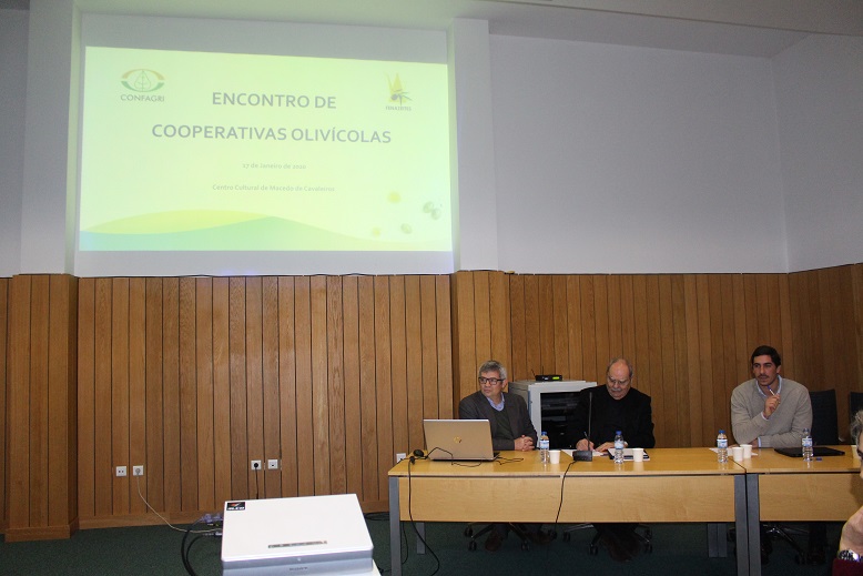 Baixo preço do azeite está a preocupar sector olivícola