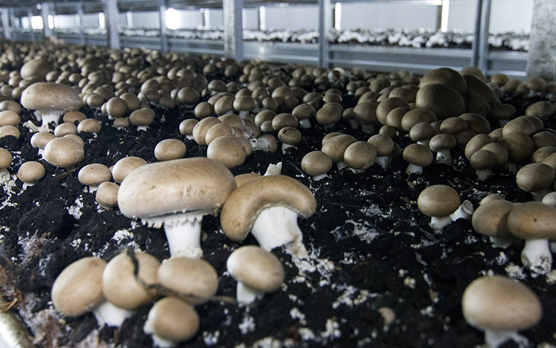 Número de funcionários da fábrica Sousacamp de Benlhevai pode vir a ser reduzido