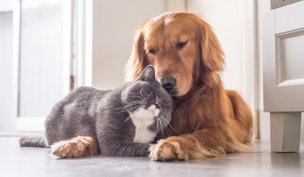 Medida de licenciamento anual de animais de companhia nas juntas de freguesia gera posições diferentes