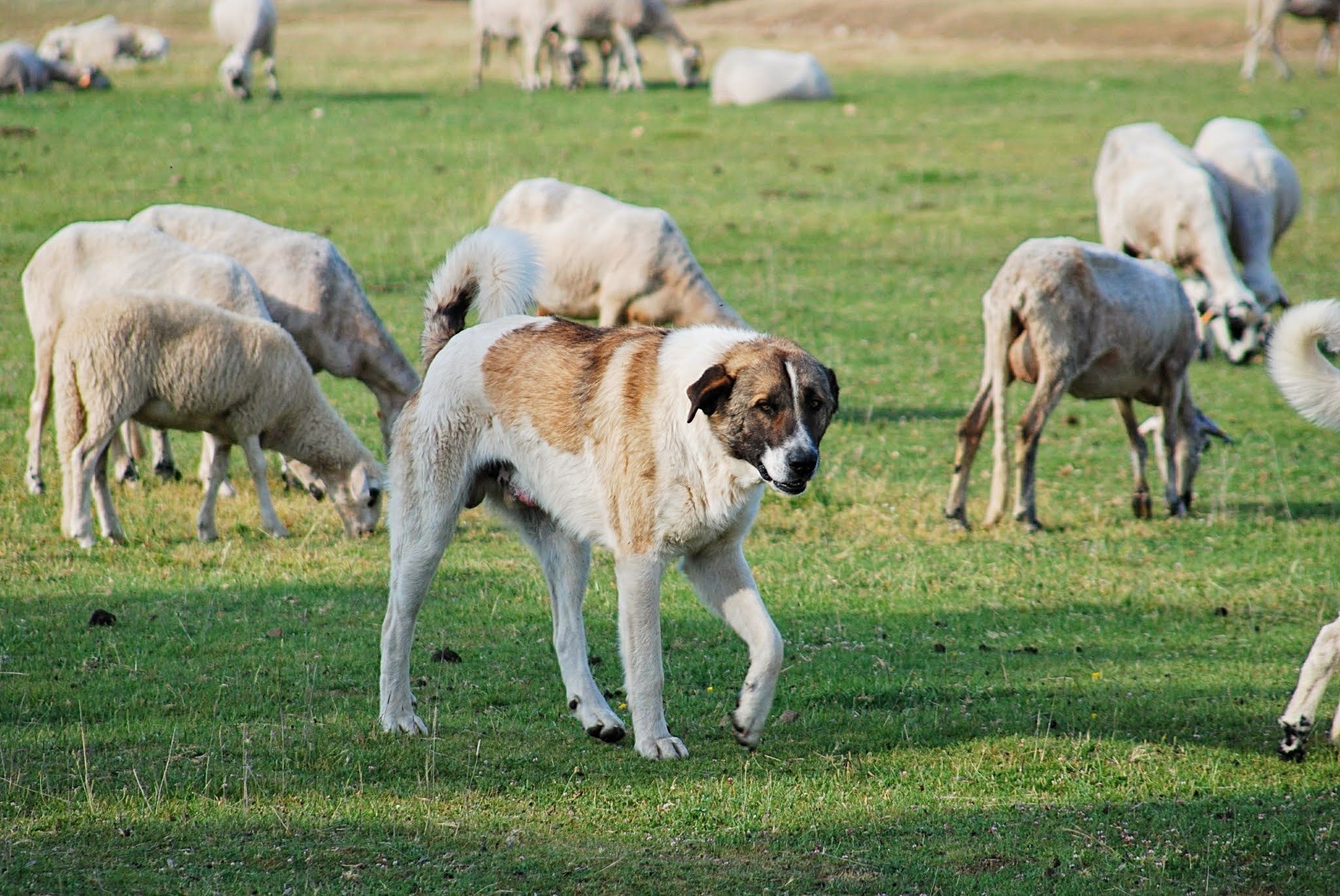 Cão de Gado Transmontano reconhecido provisoriamente