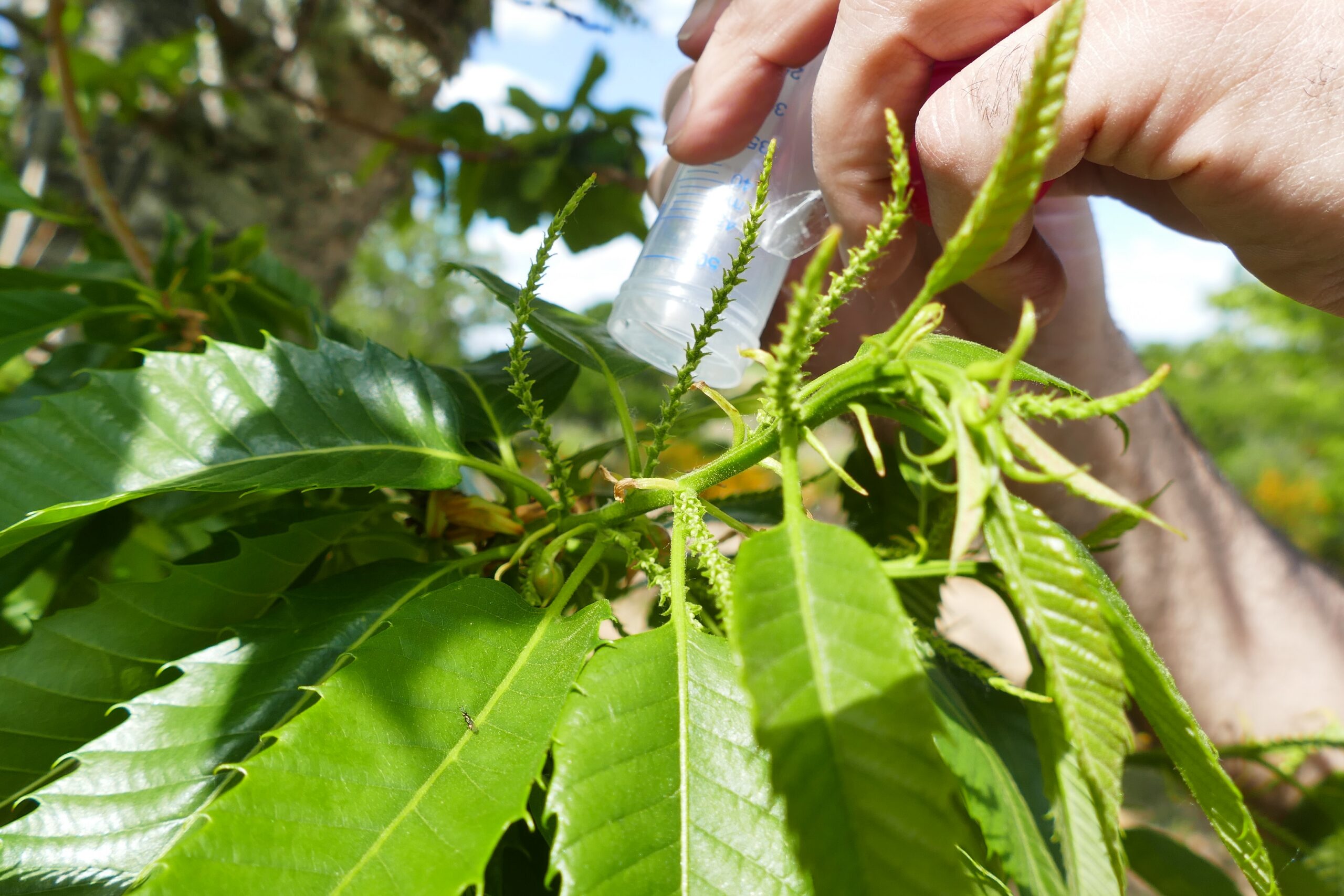 Vinhais realiza 180 largadas contra vespa