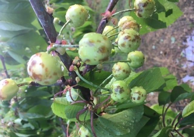 Trovoada e granizo provocam estragos em produções de fruta e legumes no Vale da Vilariça