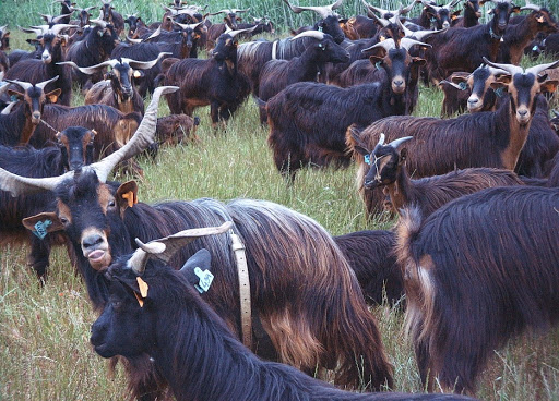 Onda solidária esgota cabrito transmontano