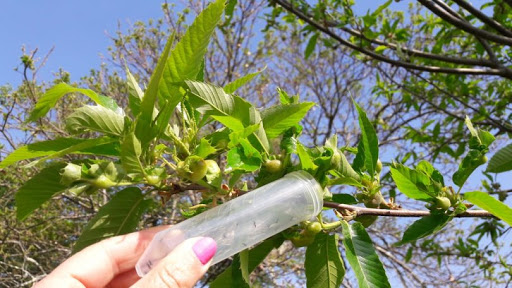 Combate biológico à vespa das galhas do castanheiro está a aumentar na região