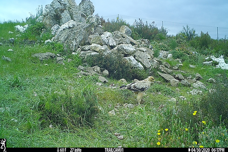 Espécie rara e ameaçada de águia pode voltar a Trás-os-Montes