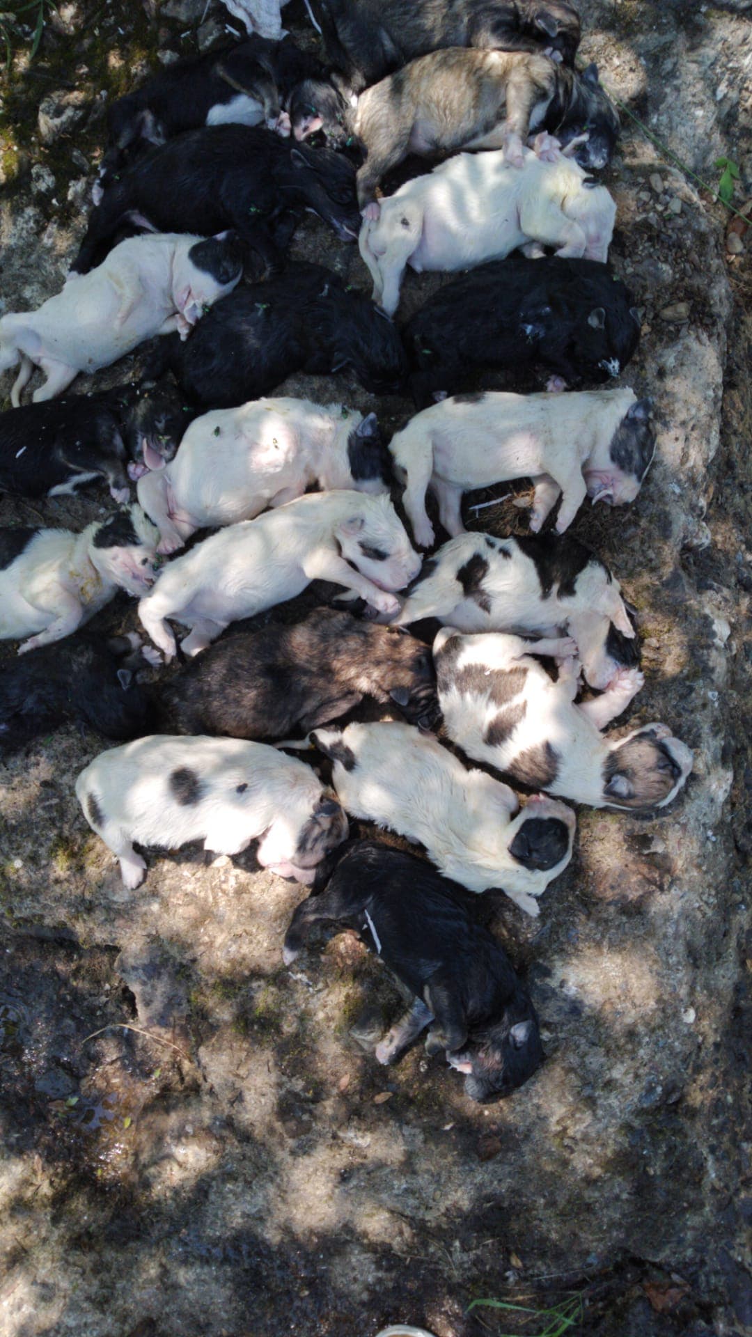 Vinte crias de cão de gado encontradas mortas em Gimonde