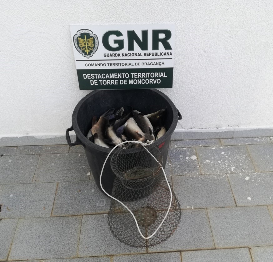 GNR apreende 20 quilos de peixe pescado ilegalmente em Torre de Moncorvo