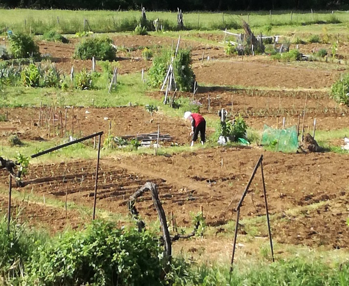 Agricultores da região procuram novos mercados e temem não escoar a totalidade da produção