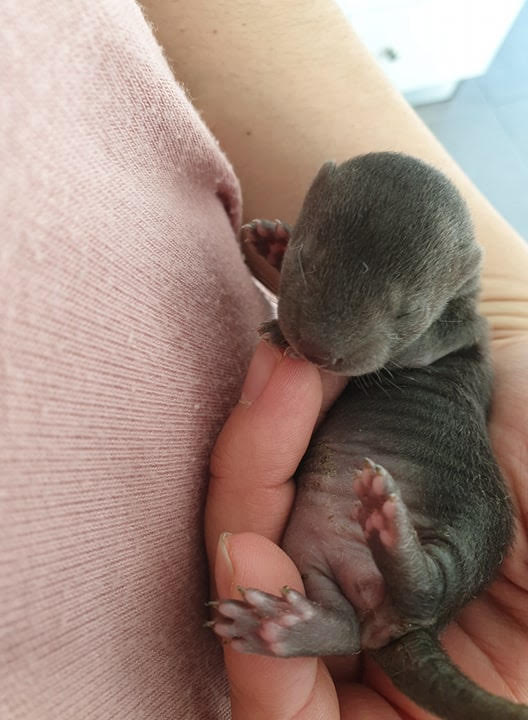 Lontra bebé encontrada em tampa de saneamento em Mirandela