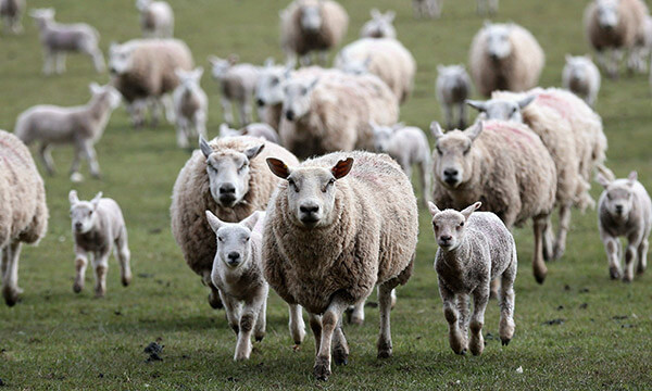 Sanidade animal vai ser apoiada na totalidade no concelho de Macedo de Cavaleiros