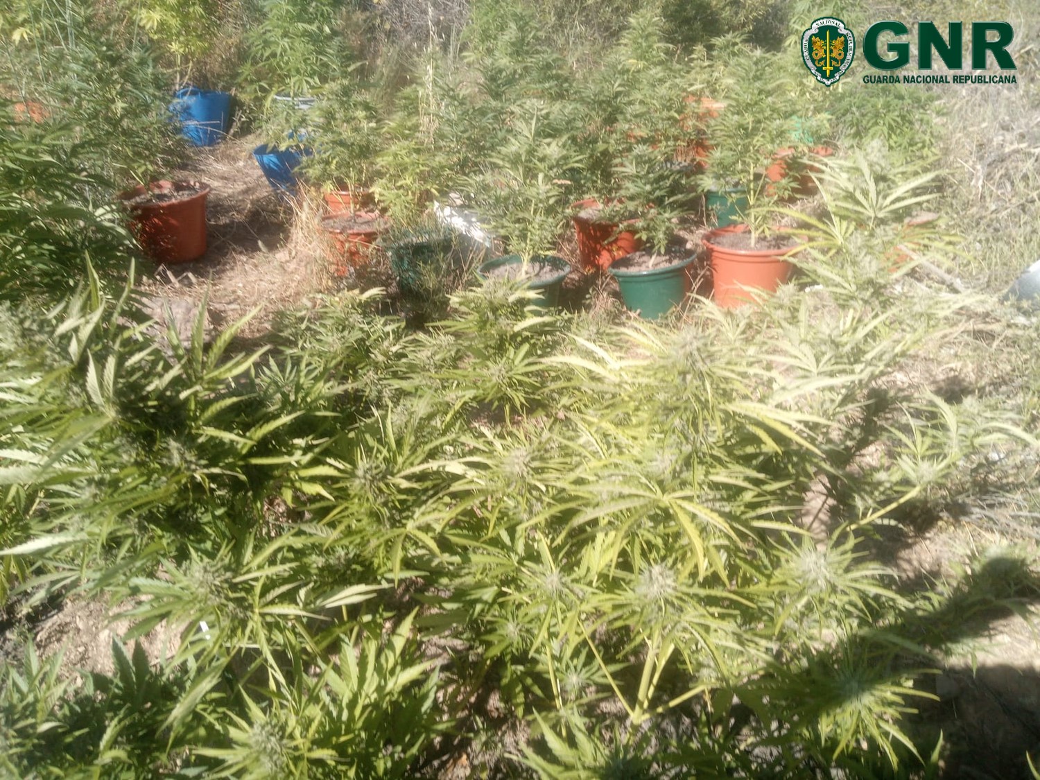 Detido por cultivo de cannabis em Mirandela e Murça