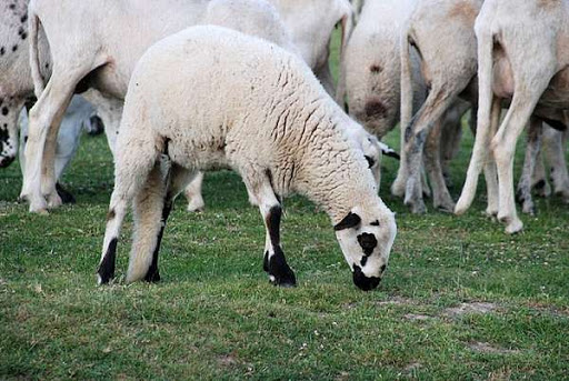 Câmara de Macedo de Cavaleiros comparticipa em 50% da sanidade animal