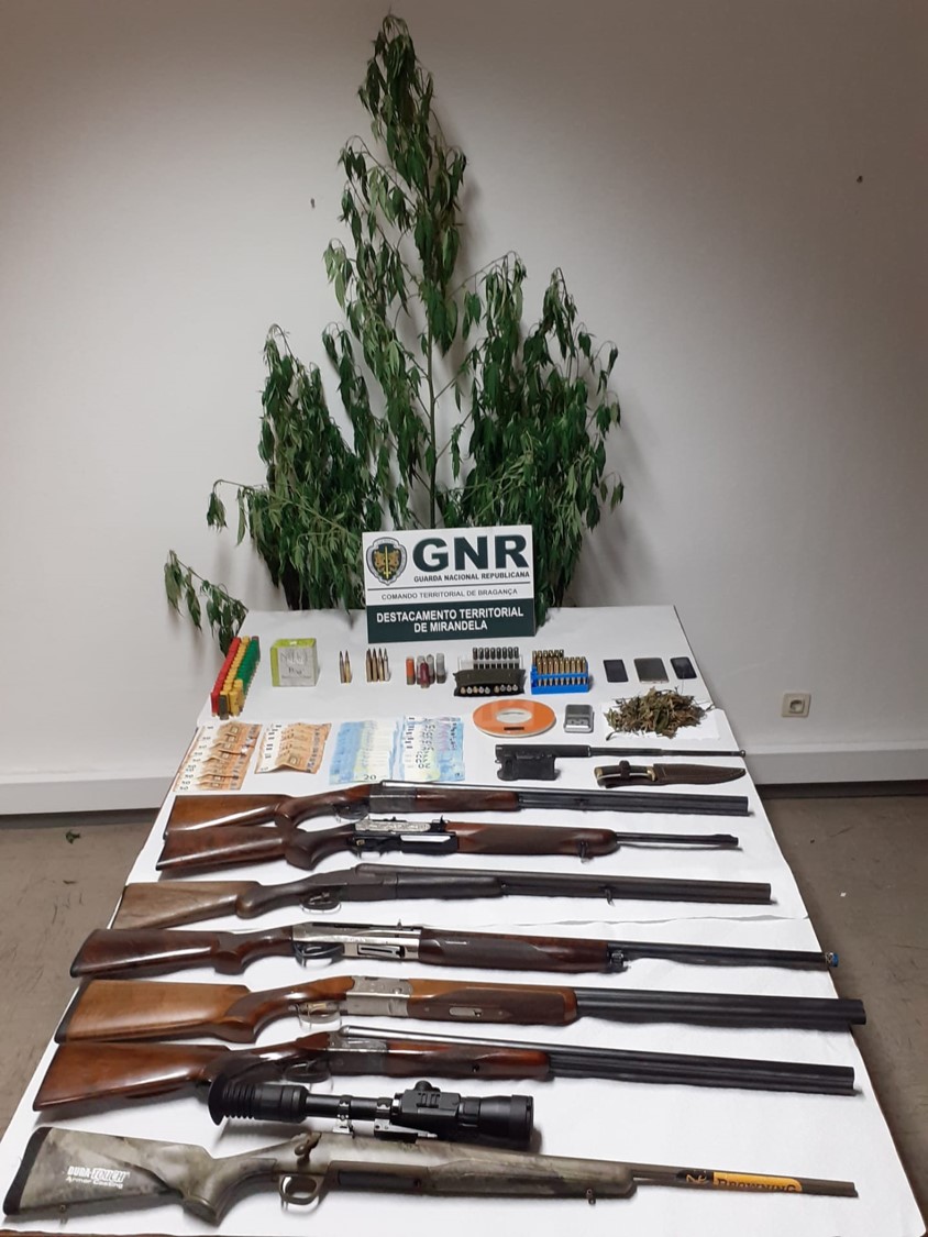 Detido por cultivo de cannabis e 10 armas apreendidas em Mirandela