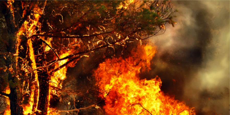 Detida suspeita de incêndio florestal em Alfândega da Fé
