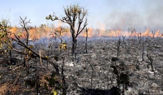 PJ deteve um homem por incêndio florestal em Alfândega da Fé