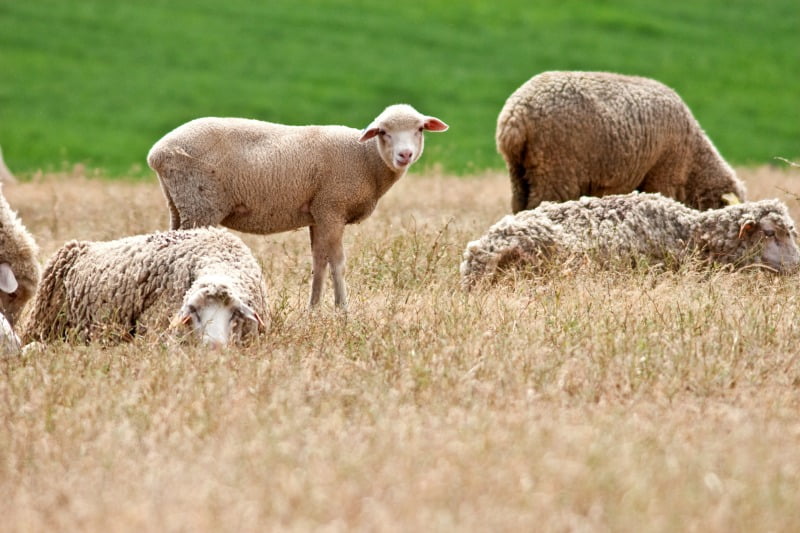 Novo ataque de cães a rebanho em Salselas