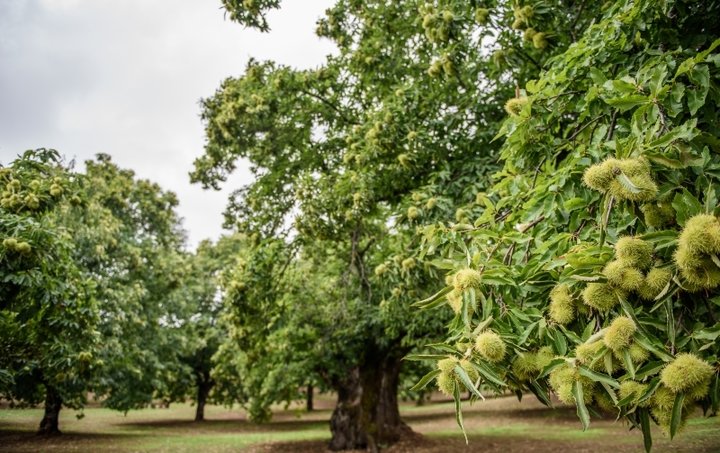 Cultivo de castanheiros aumentou 50% na região nos últimos dez anos