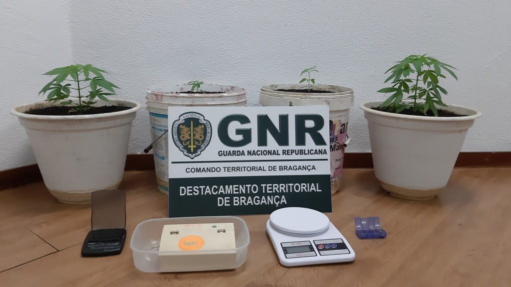 Casal detido em Macedo por cultivo de cannabis
