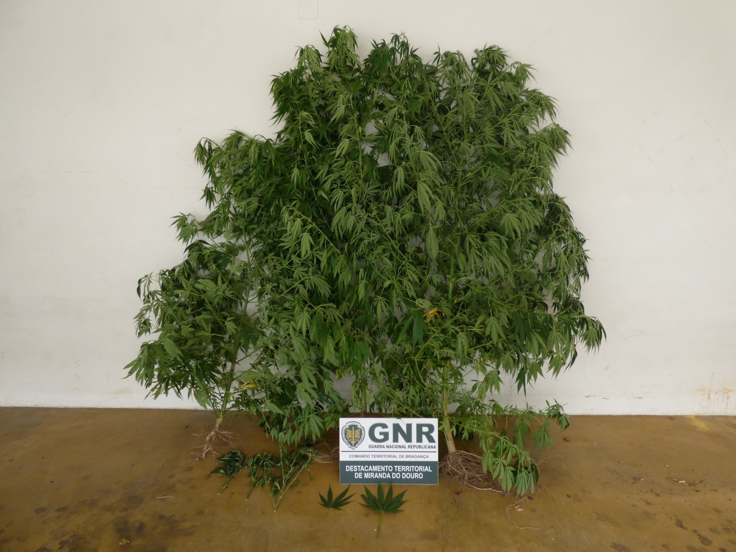 Idoso detido por ter plantação de cannabis em casa em Miranda do Douro