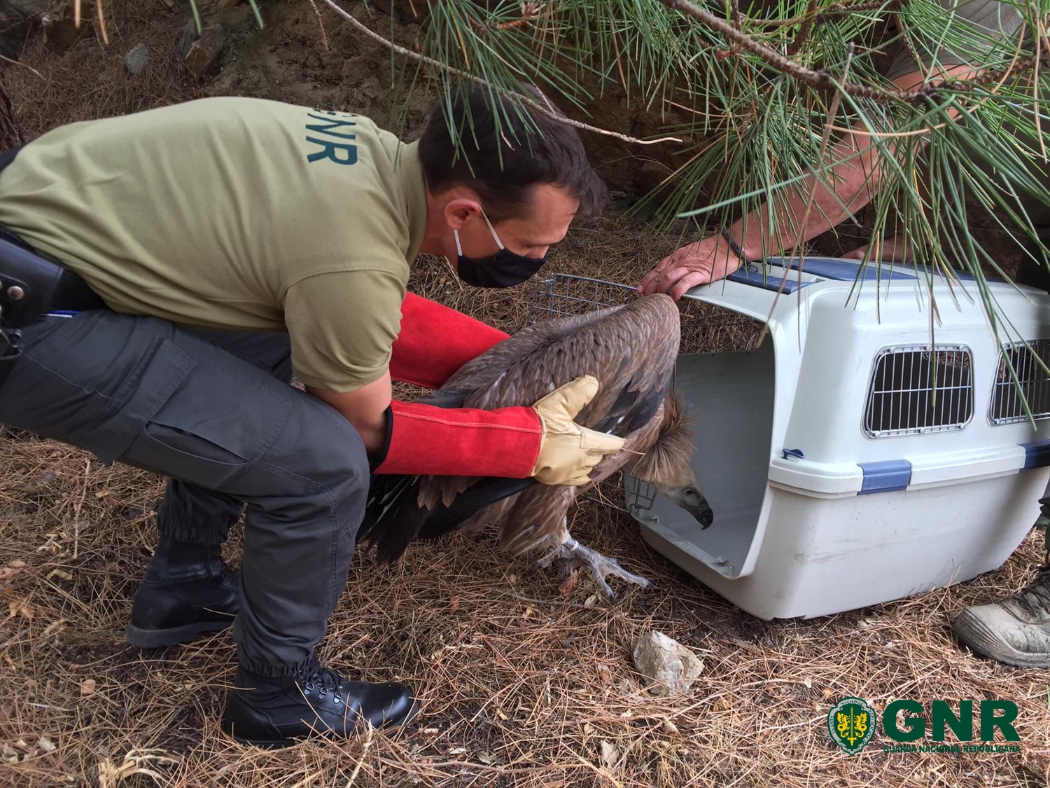 GNR resgatou grifo com ferimentos no concelho de Vila Flor