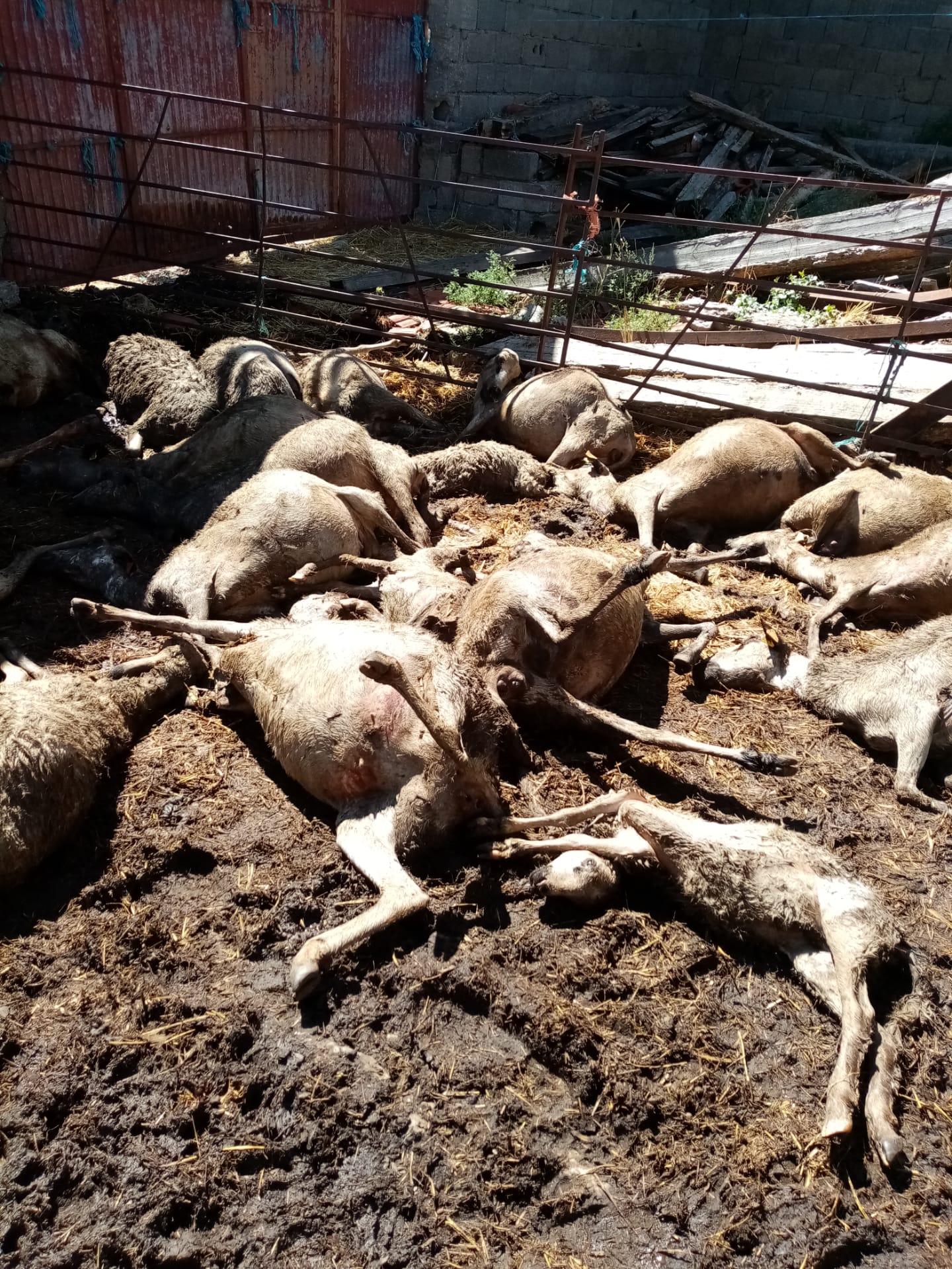 Lobo mata 24 ovelhas de um rebanho em Freixedelo