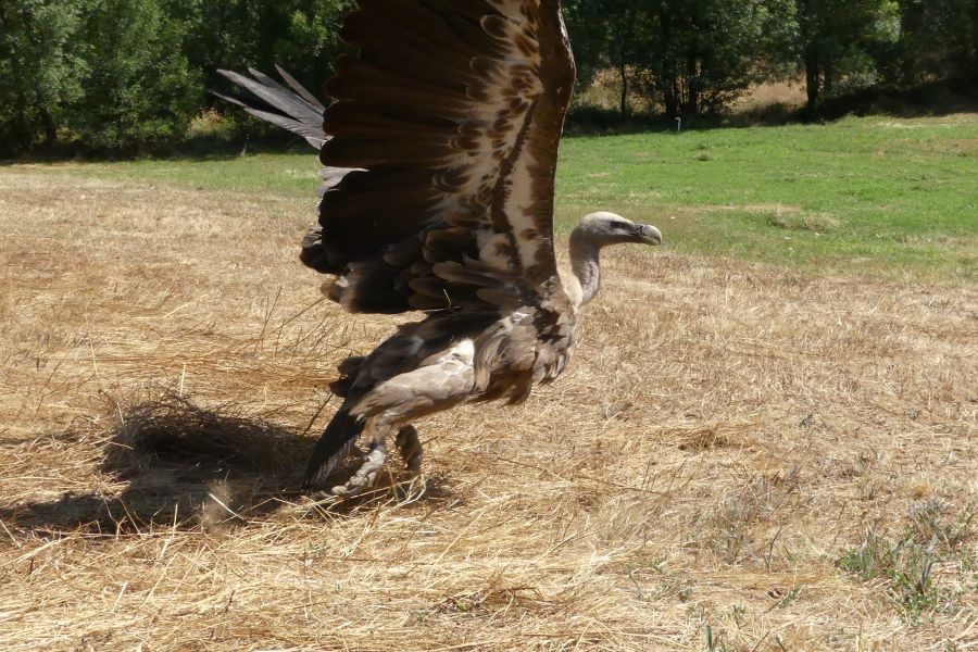 Projecto Sentinelas com mais seis grifos marcados para detectar ameaças contra a biodiversidade
