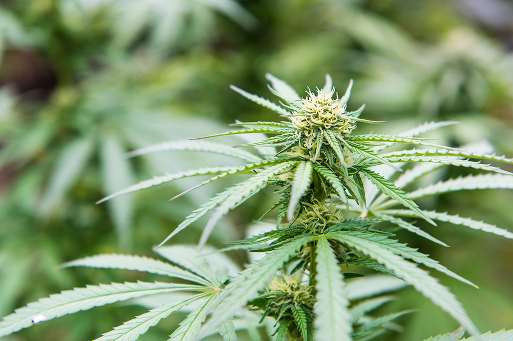 Quatro plantas de cannabis apreendidas em Sendim (Miranda)