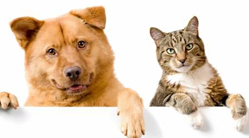 Municípios da Terra Quente Transmontana têm programa de apoio à esterilização de animais de companhia