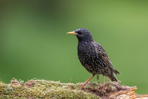 Detidos por caça ilegal em Bragança