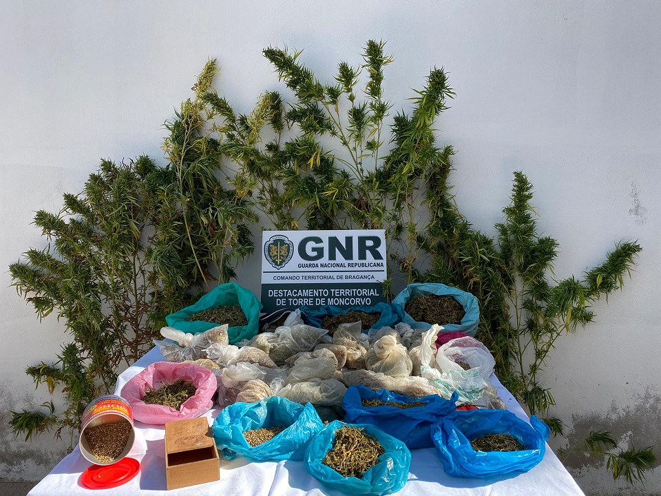 Homem detido por cultivo e tráfico de droga em Torre de Moncorvo