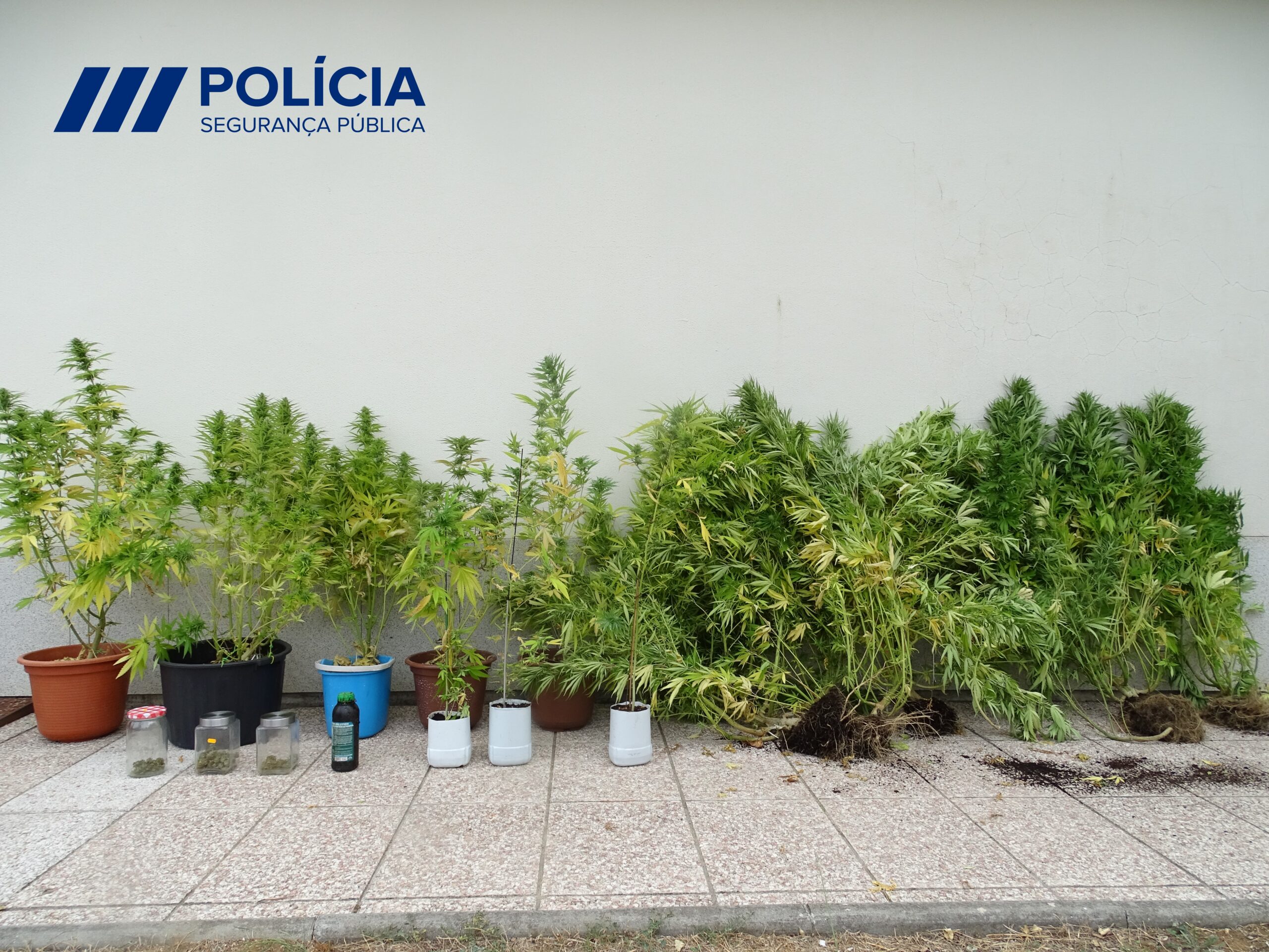 Droga apreendida em Bragança e Mirandela