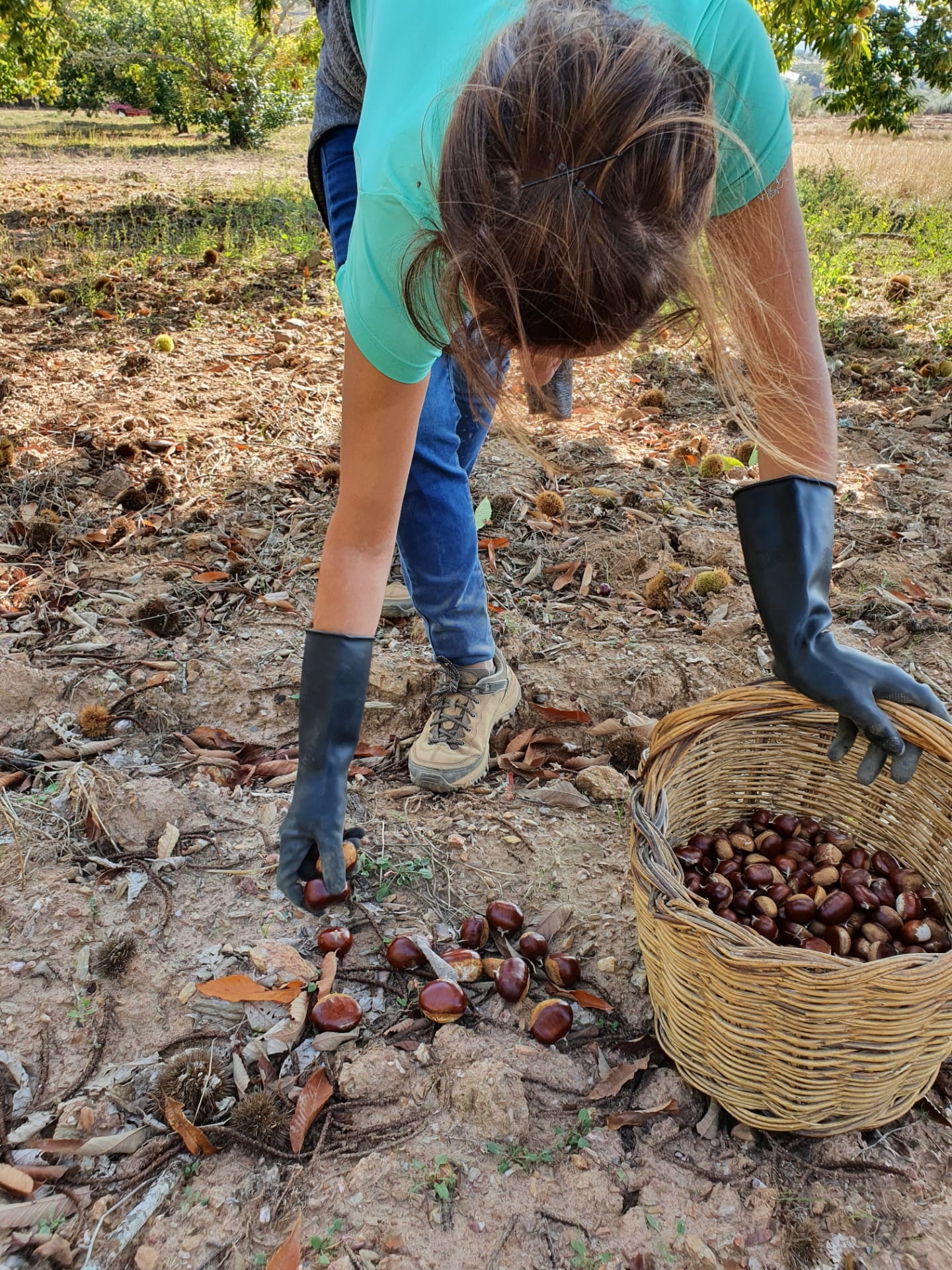Falta de mão-de-obra e normas de segurança face à Covid-19 preocupam produtores de castanha